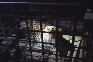 one leopard seized at Titabor