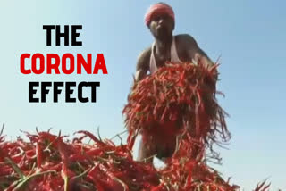 Chilli business in Karnataka faces the heat of coronavirus