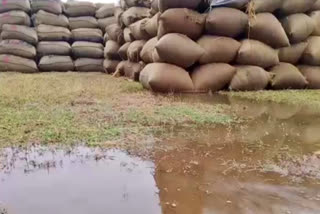 Paddy was drenched in paddy purchasing center in Janjgir Champa