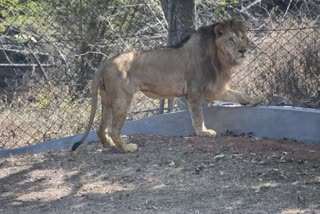 Singh Satya and Sinha Nandi brought from Chhattisgarh were shifted to the enclosure in bhopal