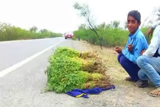farmers selling their chana crop on roads