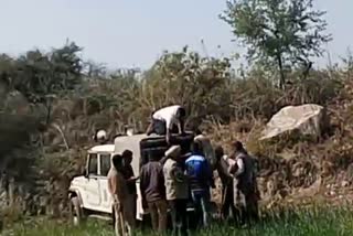 Panther in village, पाली न्यूज