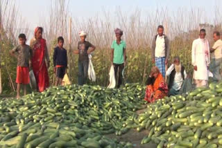 Farmers saught Government's help to produce cucumber