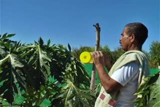 poppaya farming farmer from kolar