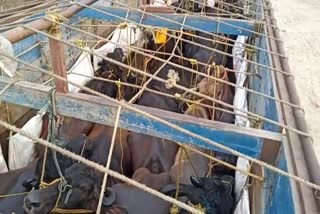 Barpeta road illegal buffalo transfer truck recover