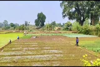 crops destroyed due to rain in balod