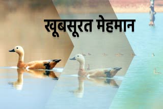 Siberia migratory birds arrive at Neemgaon reservoir in jashpur