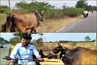 cow runs behind bike for 5 kms as man carries her calf to sell