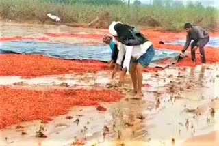 Mirchi crop stained with premature rainfall