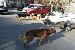 people-troubled-by-stray-dogs-in-nainital