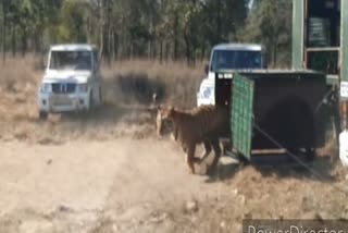 a-tiger-released-in-the-churna-forest-of-satpura-in-hoshangabad