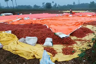 palnadu area farmers lost their mirchi crop