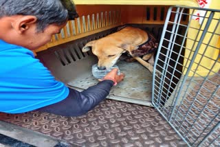 Siliguri street Dog