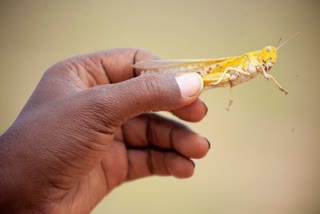 attack of locusts in somalia