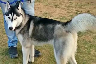 Dog and cat show organized dogs show stunts in Raipur