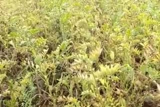 Due to heavy rain  pulses and oilseeds crop damage