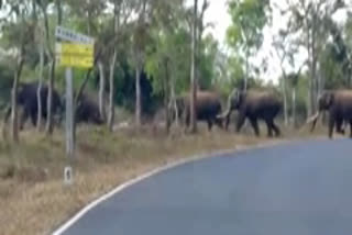 group of elephants crossing the road