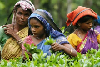 West Bengal announces 100 MSME parks in 3 years, housing for tea garden workers