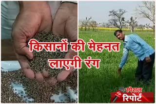 jhunjhunu news, झुंझुनू न्यूज, rajasthan news, राजस्थान न्यूज, काले गेहूं की फसल, black wheat crop, सूरजगढ़ न्यूज, सूरजगढ़ के किसान, लहलहाता काला गेहूं