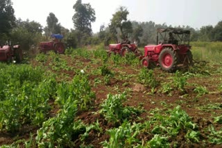 Police destroyed the poppy crop in Chatra