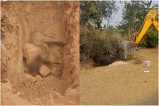 A living grave of buffalo, cow in Raichur district