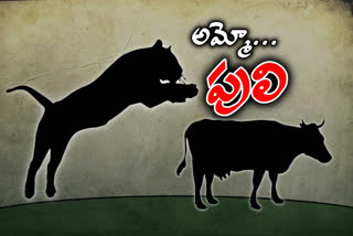TIGER ATTACK ON COWS IN ADILABAD DISTRICT FOREST