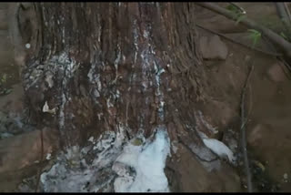 The neem tree Became the center of faith among the people at Dariapura village of Khanpur