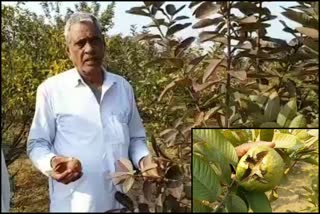 horticulture farmer jagdish of rewari
