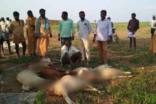 22-sheeps-death-in-kambaduru-ananthapuram