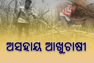 Cash crop sugarcane farming in danger, sugarcane farming in koraput, sugarcane farmer demands sugar factory, koraput latest news, କୋରାପୁଟ ଲାଟେଷ୍ଟ ନ୍ୟୁଜ୍‌, କୋରାପୁଟରେ ଆଖୁ ଚାଷ, ବିପଦରେ ଲାଭଦାୟୀ ଆଖୁ ଚାଷ, ଚିନି କଳ ନିର୍ମାଣ ଦାବିରେ ଆଖୁ ଚାଷୀ