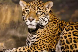 Leopard habitat has increased in Satara area