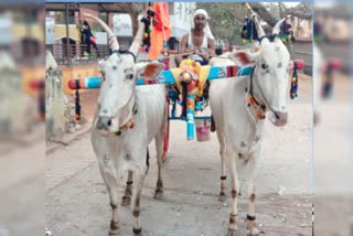 dharwad ox record