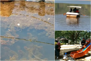 Pookode lake is full of weed as a threat to tourists  Pookode lake  wayanad  സഞ്ചാരികൾക്ക് ഭീഷണിയായി പൂക്കോട് തടാകത്തിൽ കളസസ്യം നിറയുന്നു  പൂക്കോട് തടാകം