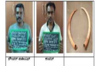 elephant ivory sales men arrested