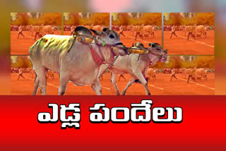 bull race at huzurnagar in suryapet district