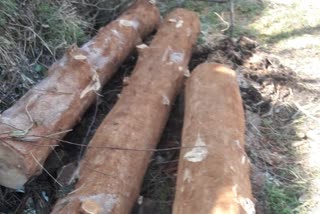 Cedar trees are being cut in Rampur
