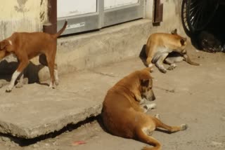 आवारा कुत्ते