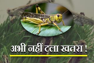 locusts egg problem haryana