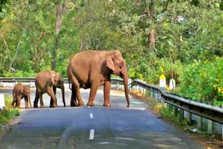 Elephant problem at coonoor