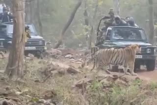 tadoba tiger reserve chandrapur
