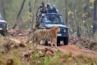 Tigers Seen Very Near in At Tadoba Tiger Reserve Sanctuary in Maharashtra