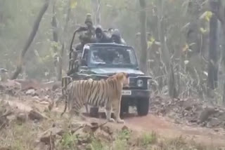 Tigers Seen Very Near in At Tadoba Tiger Reserve Sanctuary