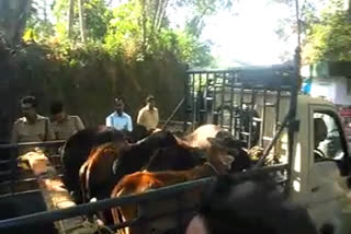 പശുക്കൾ  വാഹനം തടഞ്ഞു  പത്മനാഭസ്വാമി ക്ഷേത്രം  ഗോശാല  ഹൈക്കോടതി  നഗരസഭ  വിളപ്പിൽശാല  vehicle  cows  blocked  thiruvanthapuram