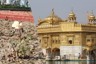 Golden temple Amritsar