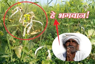 bharatpur news  farmers upset  white disease in bharatpur  white roli in bharatpur