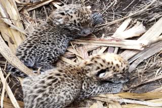 leopard-in-nashik