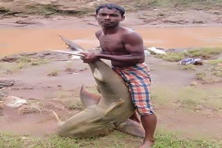 60 kg fish found in Indravati river at jagdalpur