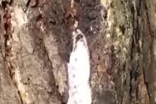 WHITE LIQUID FROM NEEM TREE IN KRISHNA DISTRICT