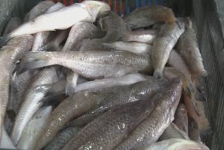 fifty-kg-of-substandard-fish-seized-at-fish-market-food-industry-action