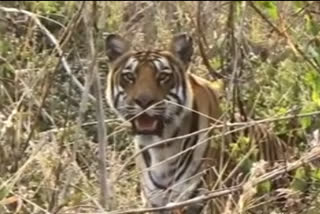 Tourist See Tiger in Shahanur Bori forest Safari